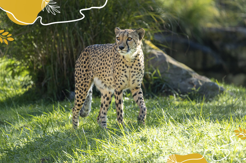 Journée mondiale du guépard 2025