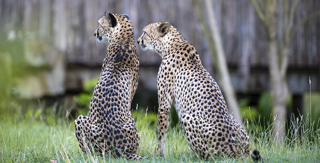 Journée mondiale du guépard 2025