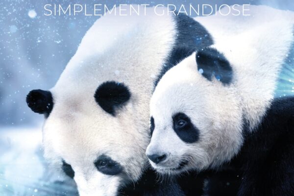 Campagne Noël Val de Loire Beauval 2025