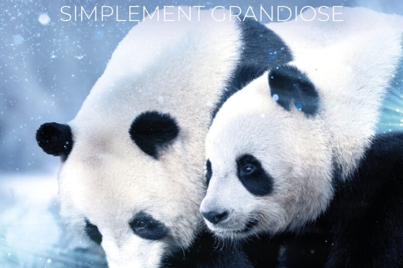 Campagne Noël Val de Loire Beauval 2025