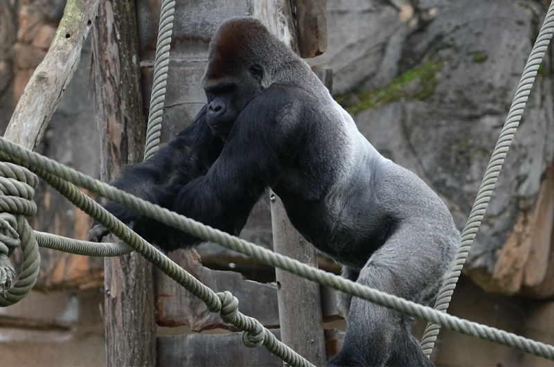 Transfert gorilles et Asato