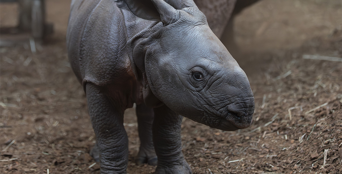Naissance bébé rhinocéros indien janvier 2026