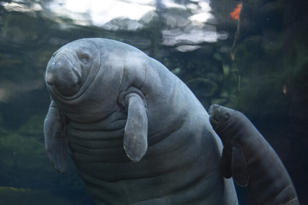 Naissance bébé lamantin janvier 2026