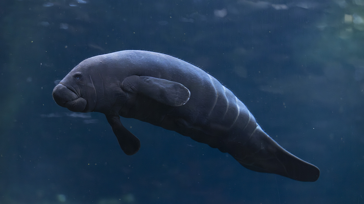 Naissance bébé lamantin janvier 2026