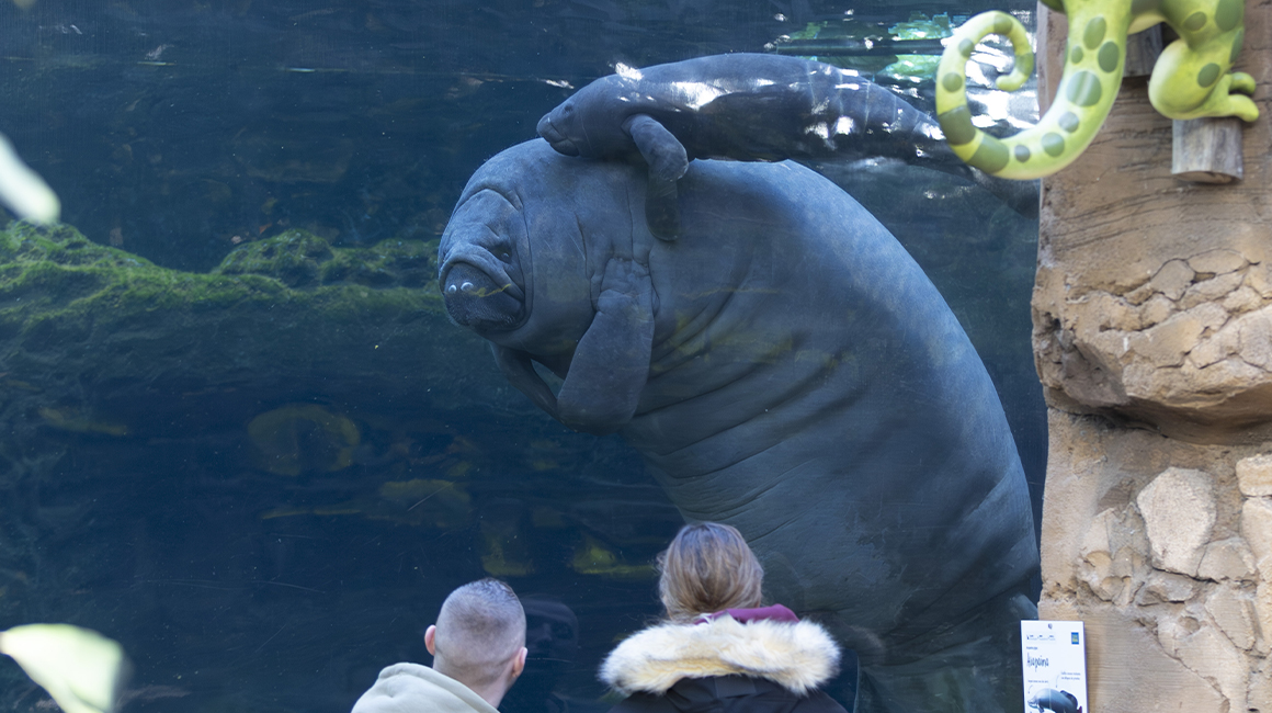 Naissance bébé lamantin janvier 2026