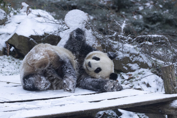 Huanlili, panda géant, sous la neige en janvier 2026
