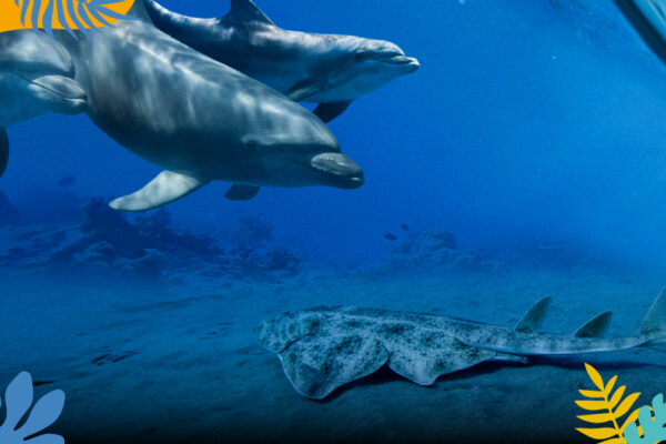Conférence Beauval Nature sur les dauphins et requins
