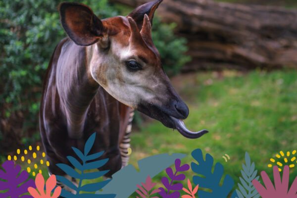 Animations Drôles de Bêtes 2026