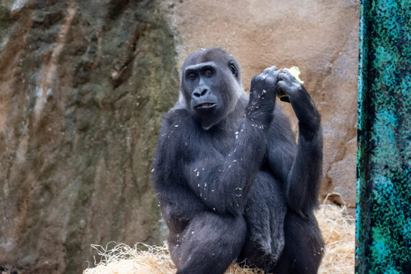 Arrivée femelle gorille Anandi