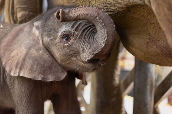 Himba, bébé éléphant