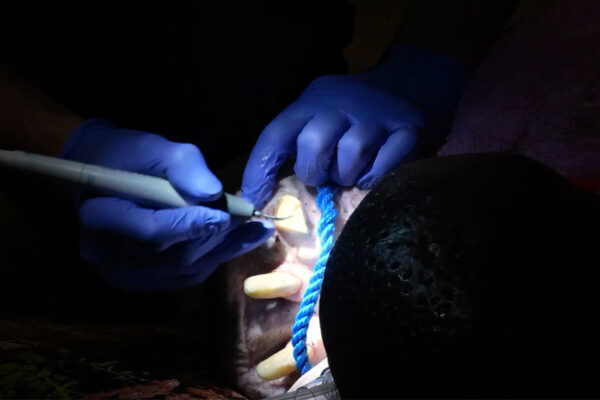 Intervention vétérinaire Robert hippopotame pygmée