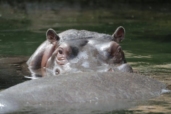 hippopotame commun