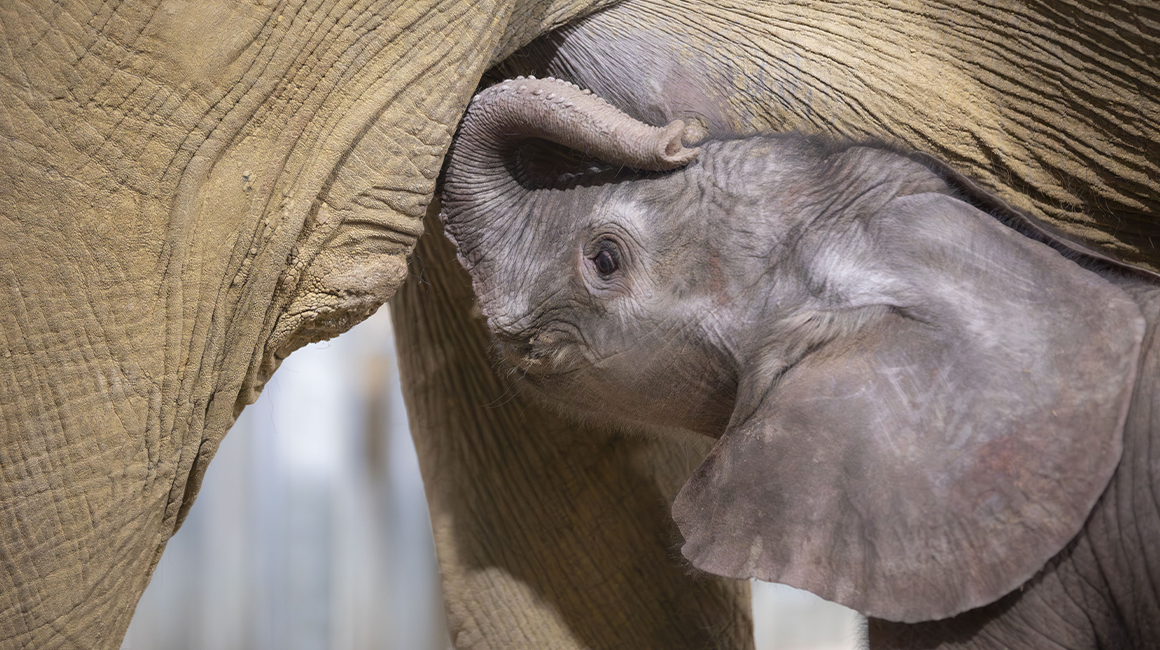 Naissance bébé éléphanteau femelle février 2026