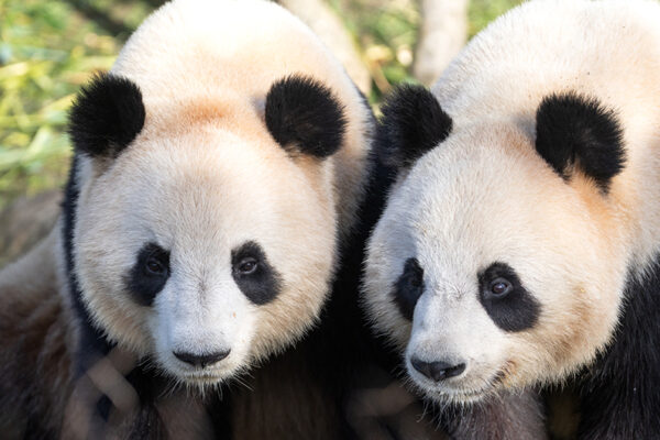 Nouveauté : billet du mercredi pour les enfants