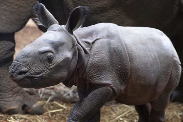 Bébés rhinocéros indiens Bahïs et Neytiri