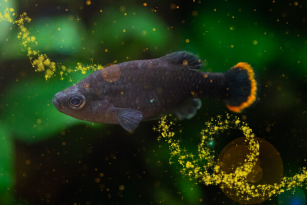 Poisson téquila 1er avril ZooParc de Beauval