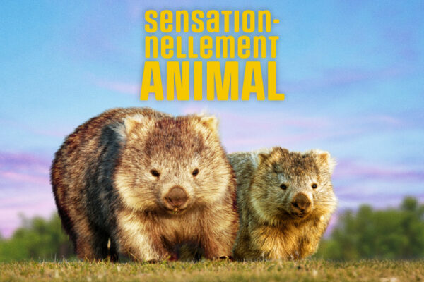 Actus nouveautés 2026 - Wombats