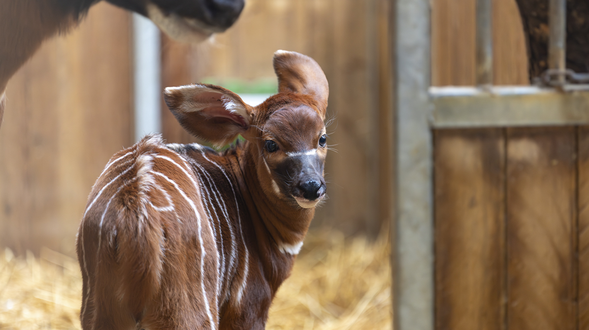 Naissance bébé bongo mars 2026 Naissance bébé bongo mars 2026