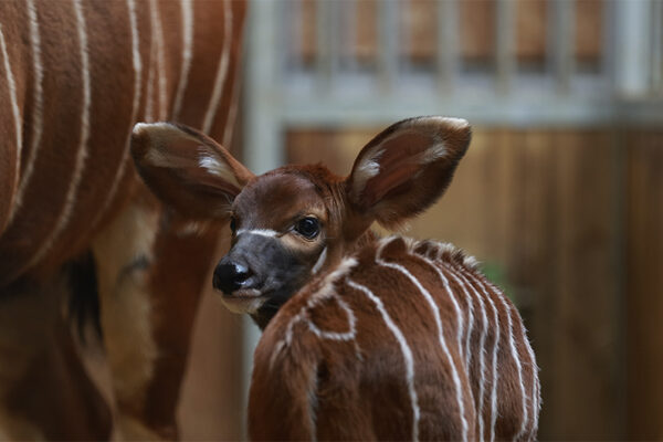 Naissance bongo mars 2026