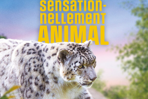 Campagne affichage ZooParc mars 2026 - panthère des neiges