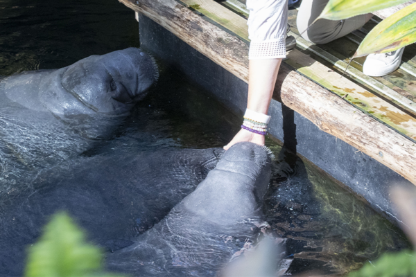 Jeu-concours ZooParc de Beauval X Beauval Nature sur Instagram 2026