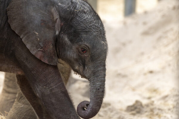 Naissance second bébé éléphant printemps 2026