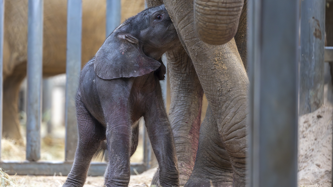 Naissance second bébé éléphant printemps 2026