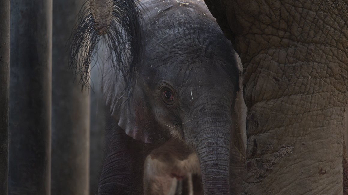 Naissance second bébé éléphant printemps 2026