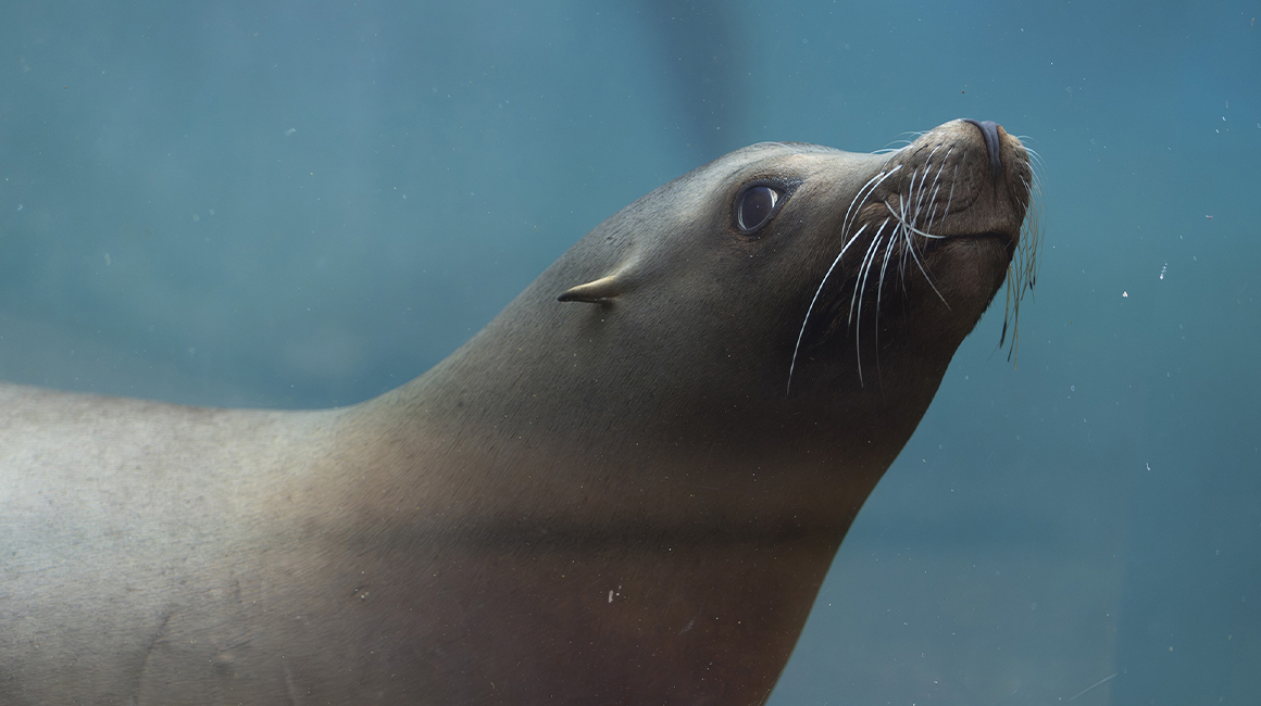 Les otaries de Californie : de véritables athlètes