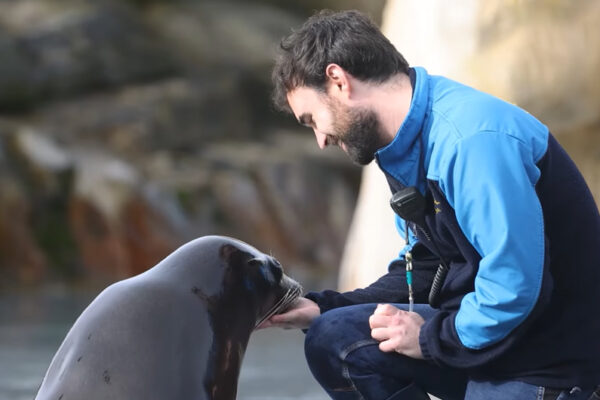 Nouvelle représentation Odyssée des Lions de Mer
