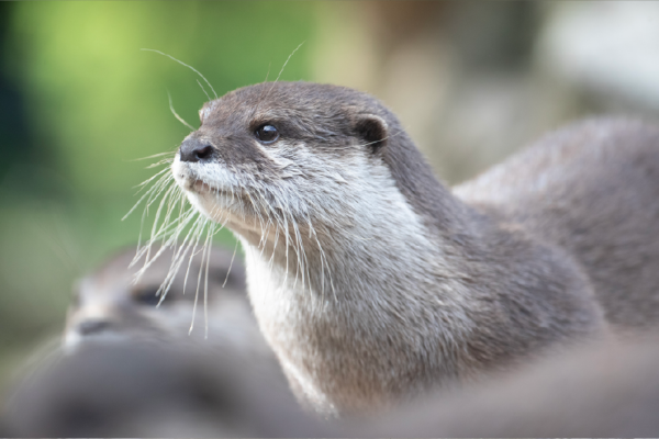 Nouveauté : Pass Zen