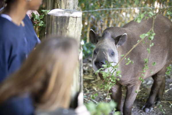 Nouveauté : activité Rencontres Privilèges - Approcher les tapirs terrestres
