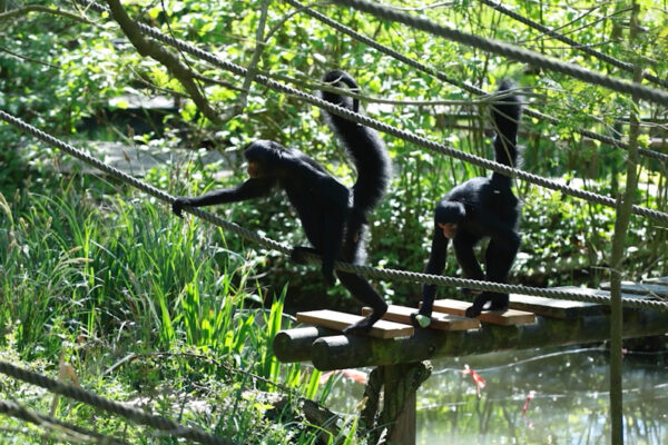 Arrivée des atèles à face rouge