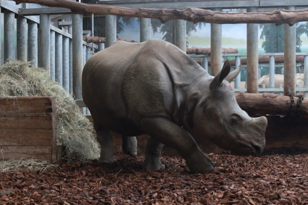 Arrivée au ZooParc de Beauval de Sonaï - nouveau mâle rhinocéros indien