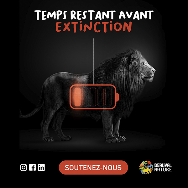 Campagne publicitaire Beauval Nature avril 2026 - Lion