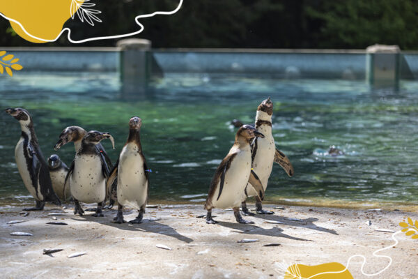 Journée mondiale des manchots 2026