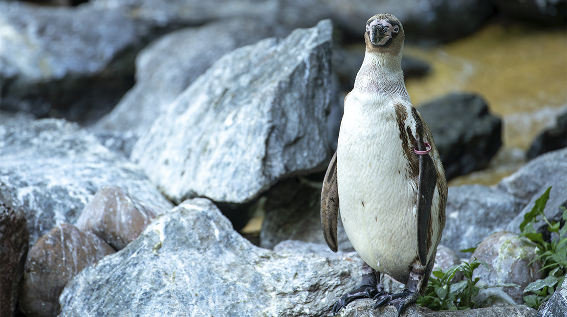 Journée mondiale des manchots