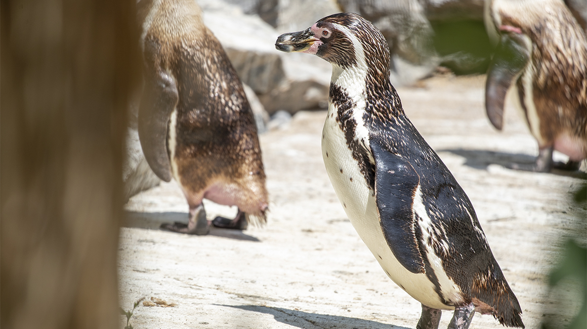 Journée mondiale manchots 2026