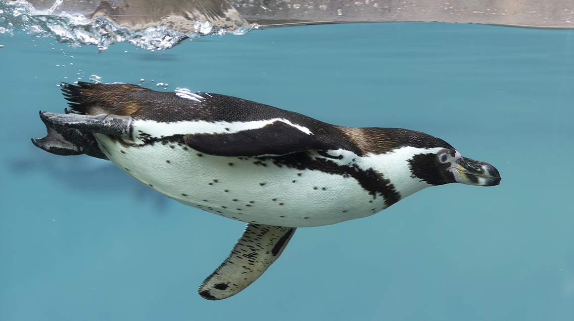 Journée mondiale manchots 2026