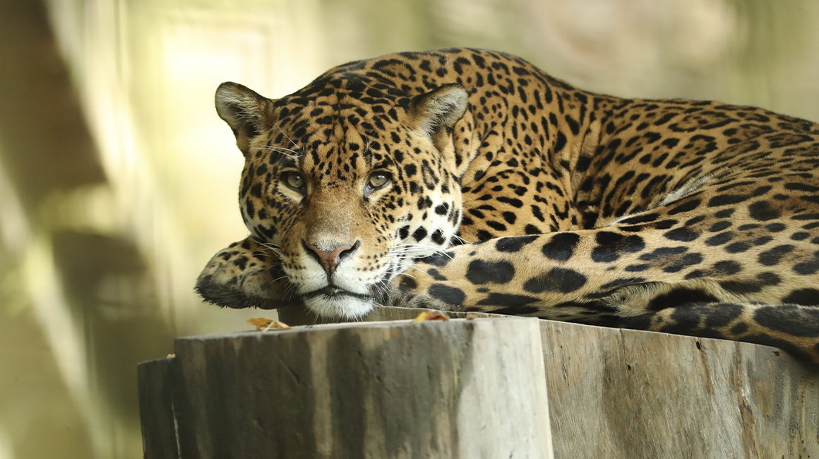 Disparition jaguar Miguel Disparition jaguar Miguel