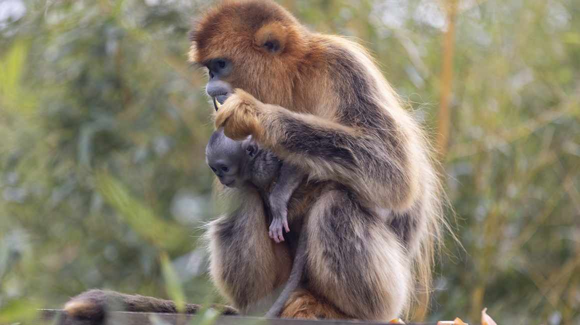 Naissance second bébé singe doré 