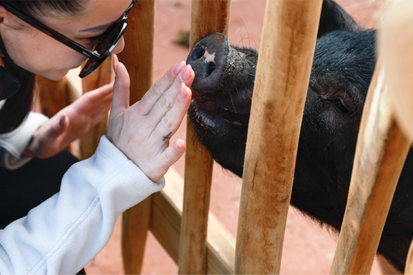 Ouverture Bucolia et Les Terres Rouges