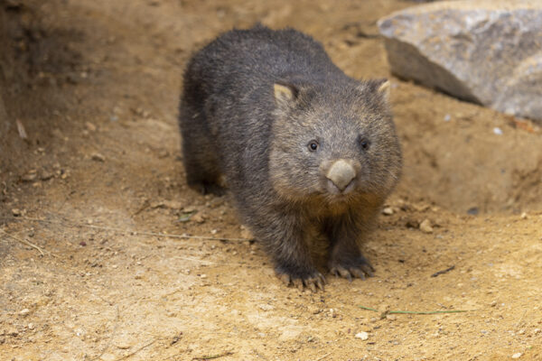 Parrainage wombats Beauval