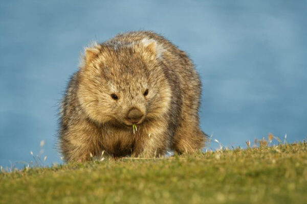 Actu découverte Terres Rouges Beauval