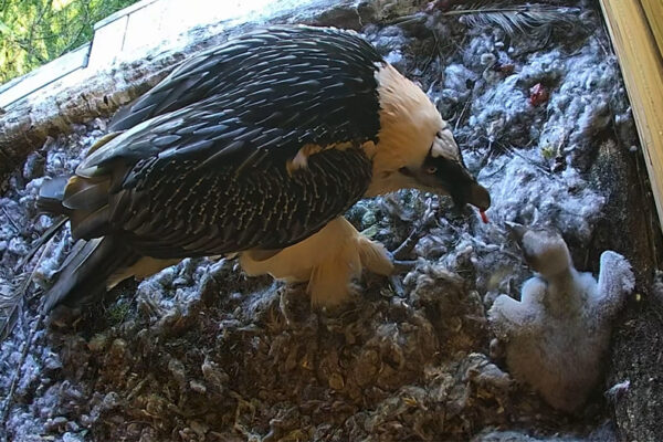 Adoption à Beauval d'un bébé gypaète barbu