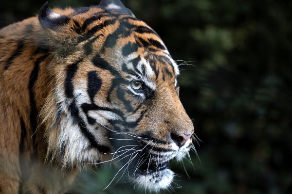 asu tigre