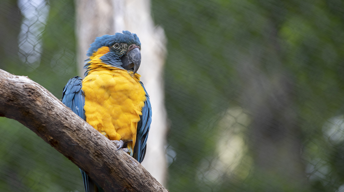 Journée mondiale des perroquets Beauval 2026