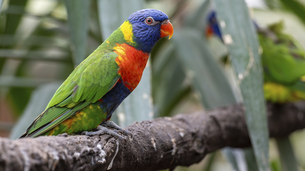 Journée mondiale perroquets Beauval 2026