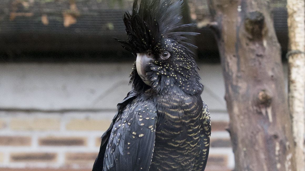 Journée mondiale perroquets Beauval 2026