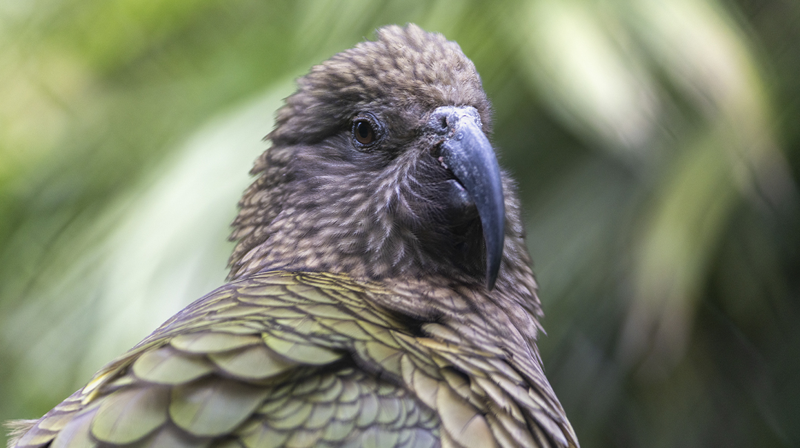 Journée mondiale perroquets Beauval 2026